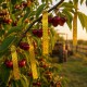 Cinta Antipajaros Bimetalica 50 mm. x 100 m.